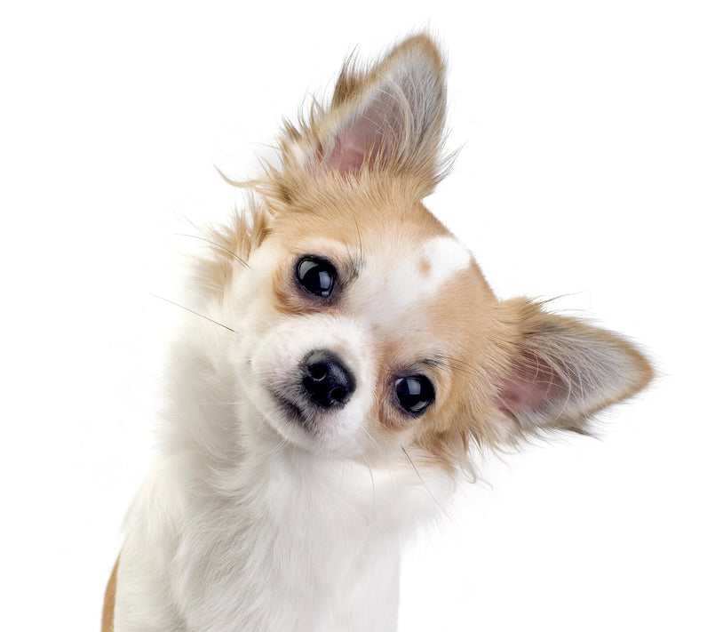 Chihuahua - Paul & Emma