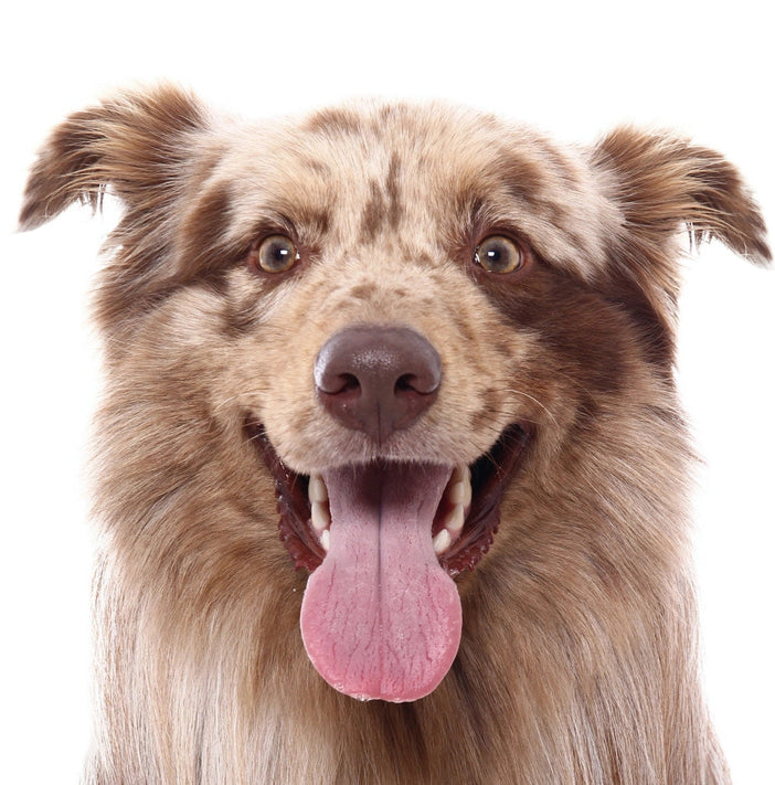 AUSTRALIAN SHEPHERD